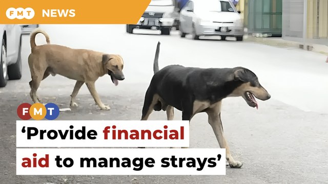 Provide financial aid to manage strays, animal welfare group tells govt