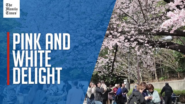 Early sakura bloom attracts tourists in Tokyo