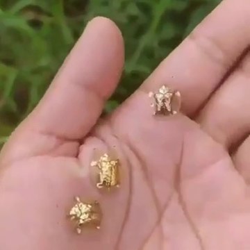 Little Golden Beetles - Scarabée Dorée ou la casside dorée (Charidotella sexpunctata)