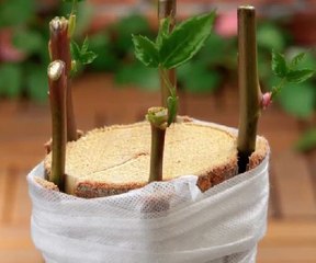 Top Smart Gardening Tips for Beginners & Experts 🌱