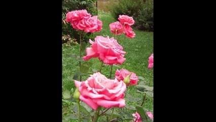 A Morning in Cornwall - Claudia Hirschfeld Horea Crishan