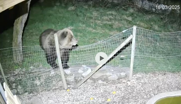 Valle dei Laghi, l'orso confidente nella notte tra il 16 e 17 marzo ripreso a Terlago