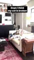 Guys I think my cat is broken #shorts #cats #catvideos