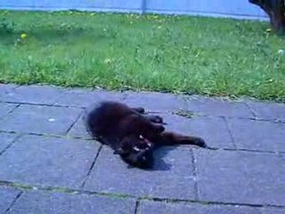 Un Bain de Soleil pour Fifi