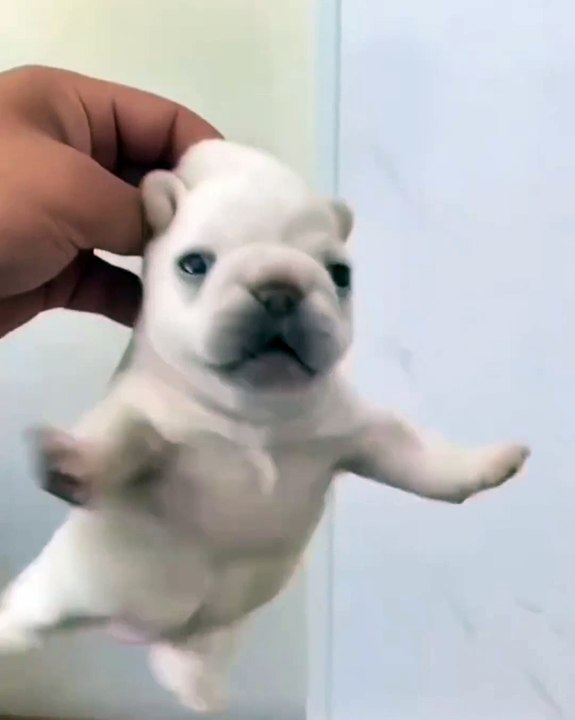 🐾 Welcome to the ultimate celebration of our furry friends! In this pawsom