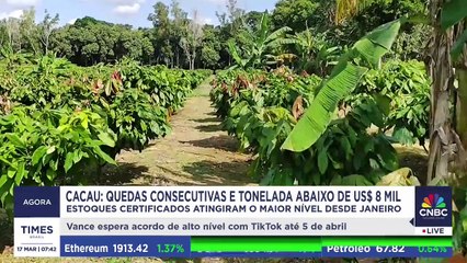 Preço do cacau cai, mas mercado segue instável; presidente da Aipc explica