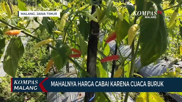 Petani Ungkap Penyebab Mahalnya Harga Cabai: Cuaca Buruk, Biaya Perawatan Membengkak