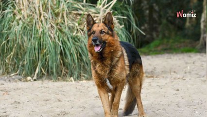 Le maître de ce chien avait une dernière volonté avant son décès, et elle n'a malheureusement pas été respectée
