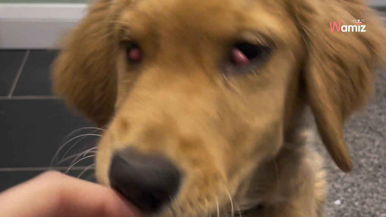 Elle adopte un chiot Golden Retriever, mais découvre un problème inattendu