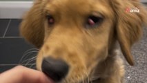 Elle adopte un chiot Golden Retriever, mais découvre un problème inattendu