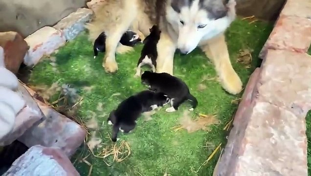 shehar mein dehat ep 156 animal mini zoo 2025 Fiona Ny Surprise de dya Khush kr Dia Es Bar