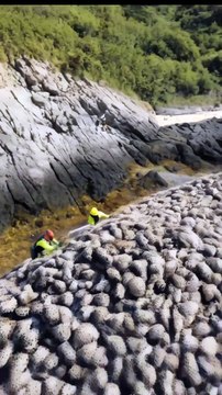 🐋✨ Amazing Rescue! Team Cleans Majestic Giant Whale Covered in Barnacles! 🔥🌊
