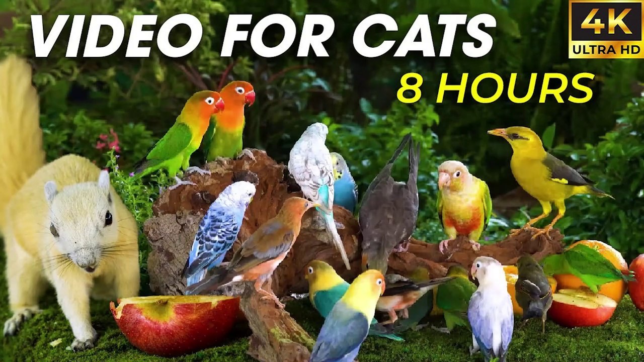 Hypnotic Video for Cats - ASMR Nature & Wildlife to Keep Your Cat Happy - CatTV Central