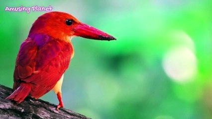 Ruddy Kingfisher Call 14 March 2025