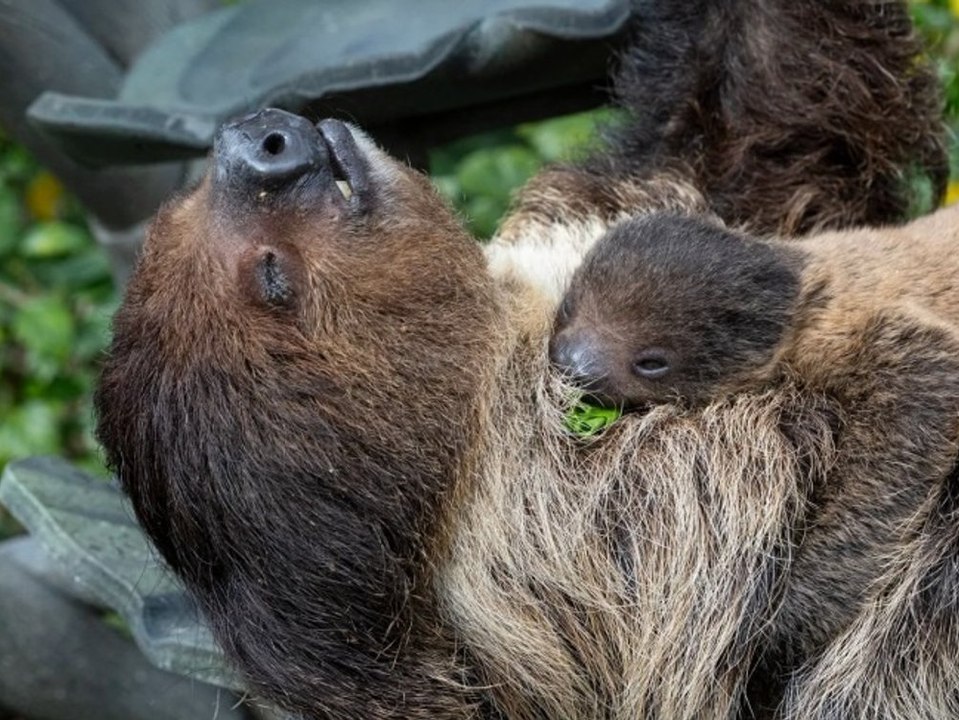 Süße Bilder: Faultier-Baby in Zoo geboren
