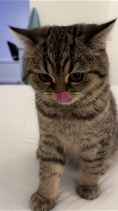 🐾 Welcome to the MEOW-nificent world of #CatsofInstagram! 🌟 Join us for a