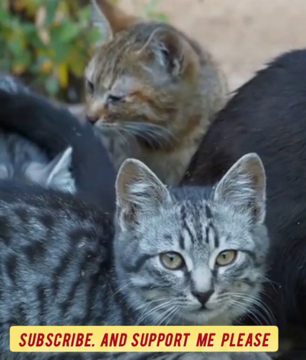 Cat friendship 😹😺🐈😱🌠
