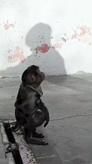 Bandar ke bacche ki khelti hui videos