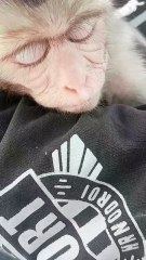 Bandar ke bacche Ko yad a rahi hai