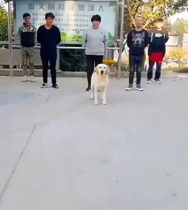 Crónicas de un humano frustrado que su perro ni siquiera le hace caso para buscar la pelota