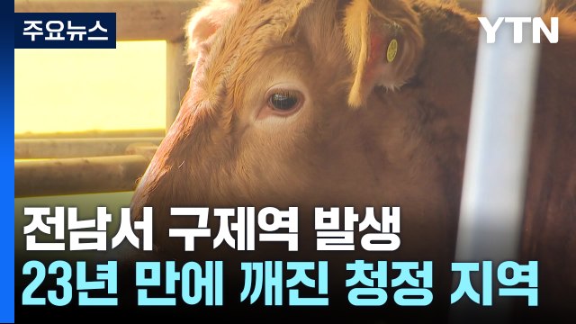 전남 영암 한우 농가 구제역 발생... 확산 차단 총력 / YTN