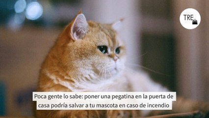 Poca gente lo sabe: poner una pegatina en la puerta de casa podría salvar a tu mascota en caso de incendio