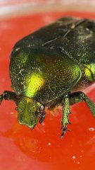 I Turn a Beetle into a STUNNING Jewellery Box DIY Style!