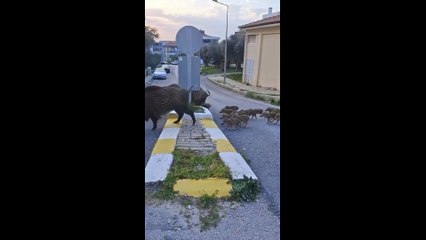Kuşadası’nı domuzlar bastı!