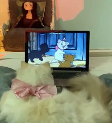 🌍🐾 Welcome to **CatsOfTheWorld**! Dive into an enchanting journey showcas