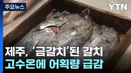 '고수온'에 제주 갈치 어획량 '뚝'...어민들 시름 / YTN