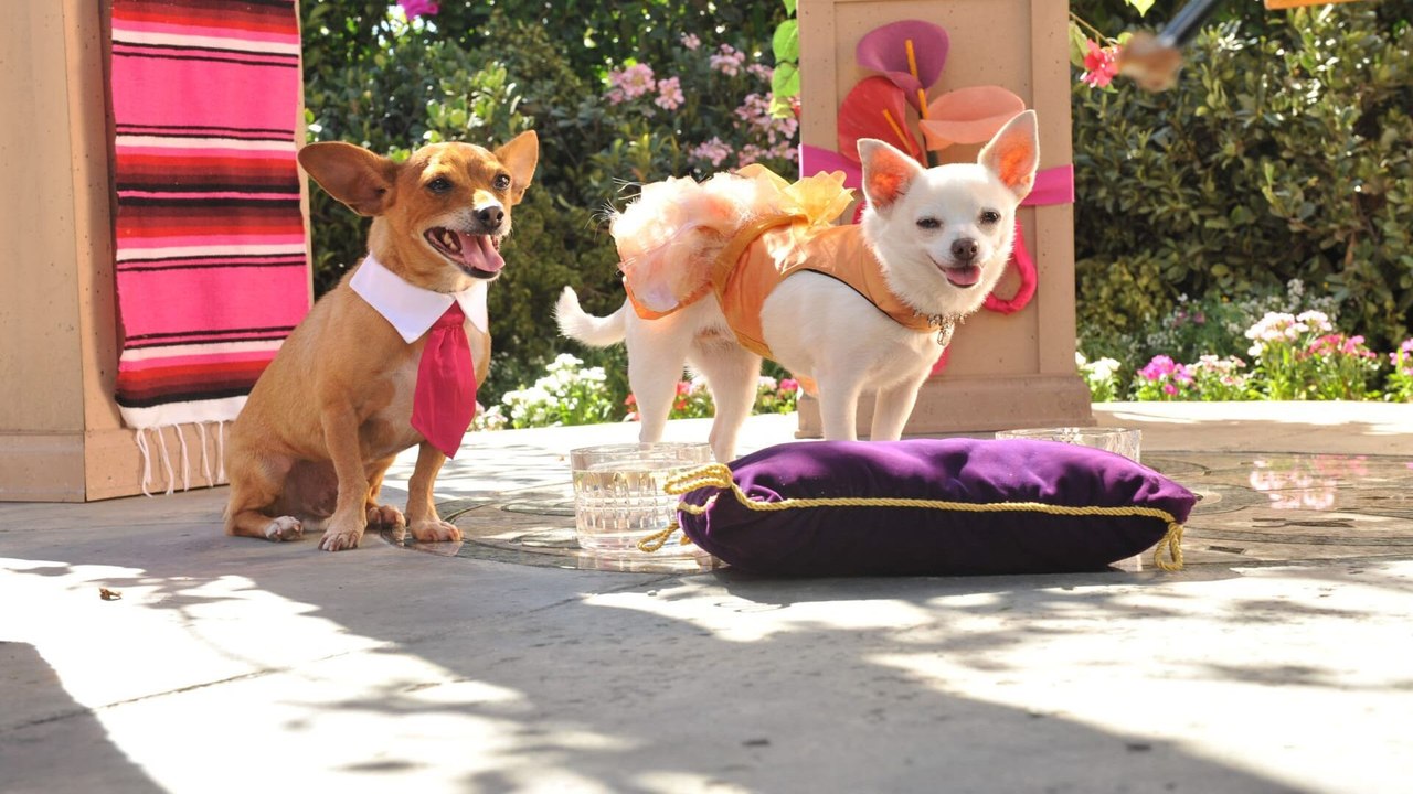 Le chihuahua de Beverly Hills 3 - Vidéo Dailymotion