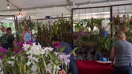 tn7-exposicion-nacional-de-orquideas-140325