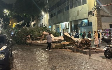Cae otro laurel de indias centenario en la calle San Bernardo de Las Palmas