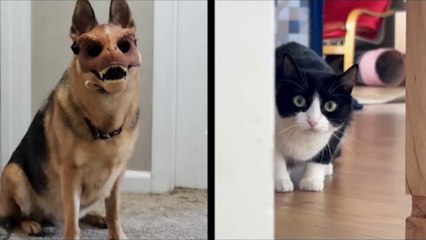 Pets Imitating Humans – Hilarious Animal Behavior