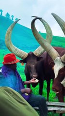 Amazing African wildlife #animallife #travel