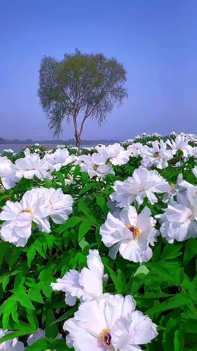 ,,,,,,,,,,,,Colorful flowers in the rows,,,,,,,,,,,,