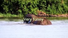 Nice creature