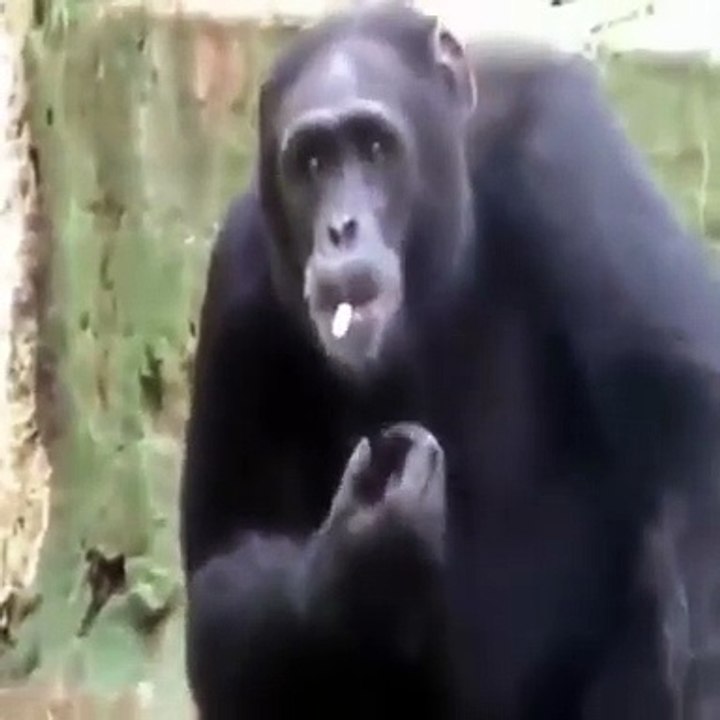 Gorrila do smoking [looks so sad ]