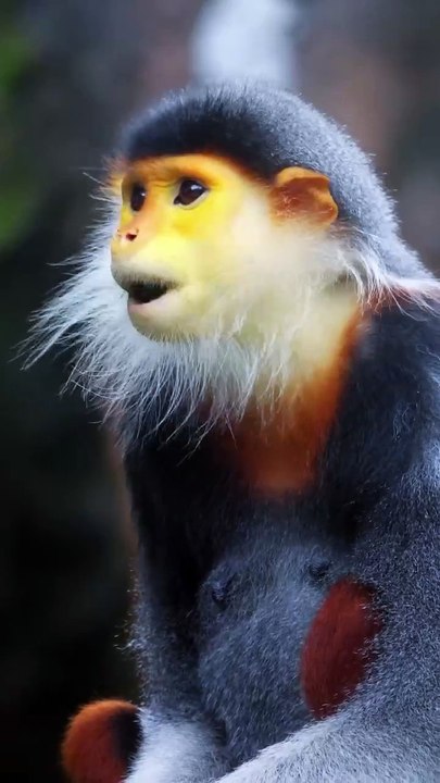 Monkey