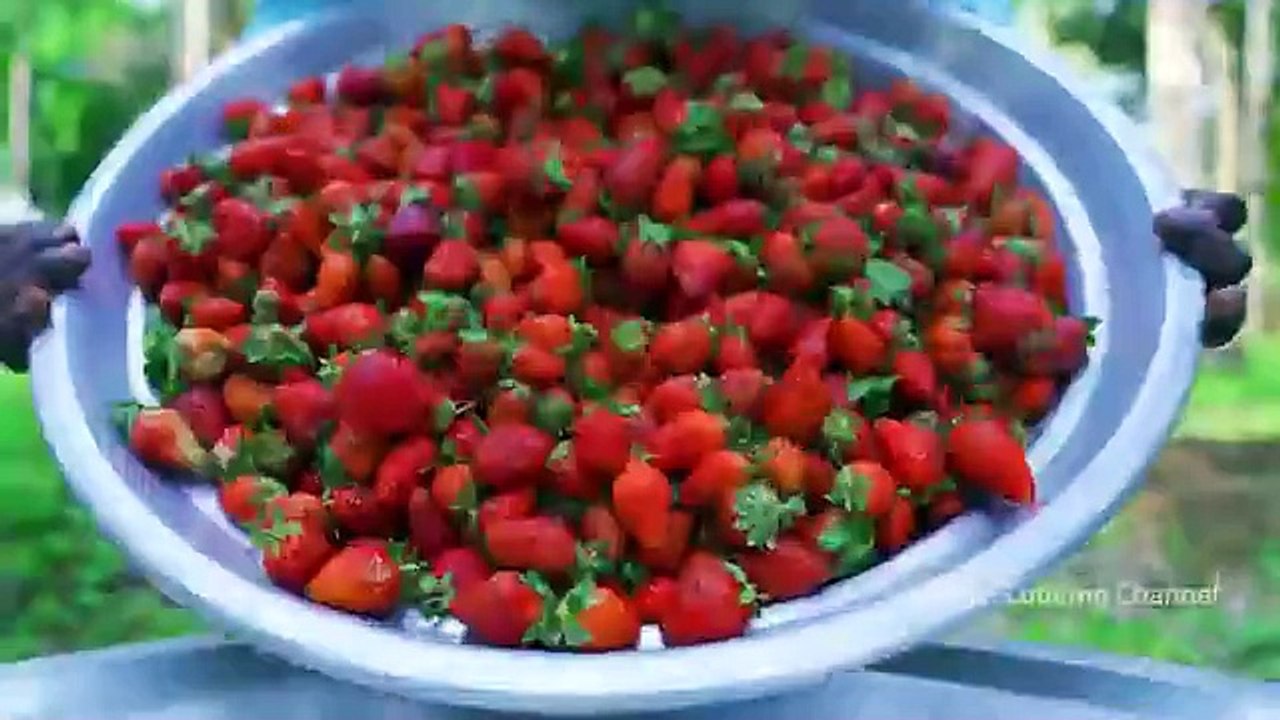 1000 STRAWBERRY _ Rava Kesari Recipe using Strawberry Jam _ Strawberry Recipe Cooking in Village