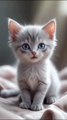 #ai #cat#catlover #cats #catshorts #cute #cutebaby #cutecat #shorts #shortvideo #shortsvideo #foryou # love # viral #shorts #video #trending # dailymotion #youtube #film #rap  #stayhome #free #facebook #netflix #twitter #twitch  #ai #cat#catlover #cats #c