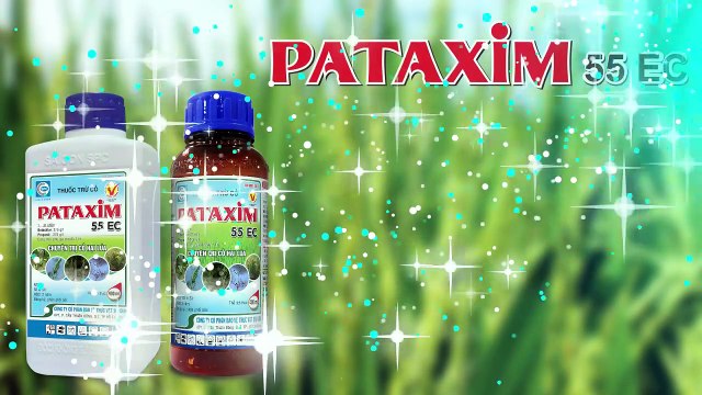 Đại lý Đoàn Quang Hào, Kiên Giang chia sẻ kinh nghiệm dùng Pataxim 55EC kết hợp Venus 300EC xử lý cỏ đầu vụ