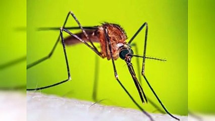 Casi 4 mil casos sospechosos de malaria en lo que va de 2025
