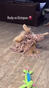 Dog Plays With Stuffed Octopus by Placing It on His Back