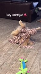 Dog Plays With Stuffed Octopus by Placing It on His Back