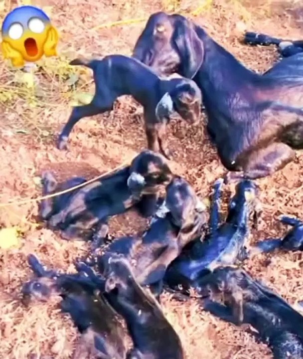 Entertainment#Videos funny