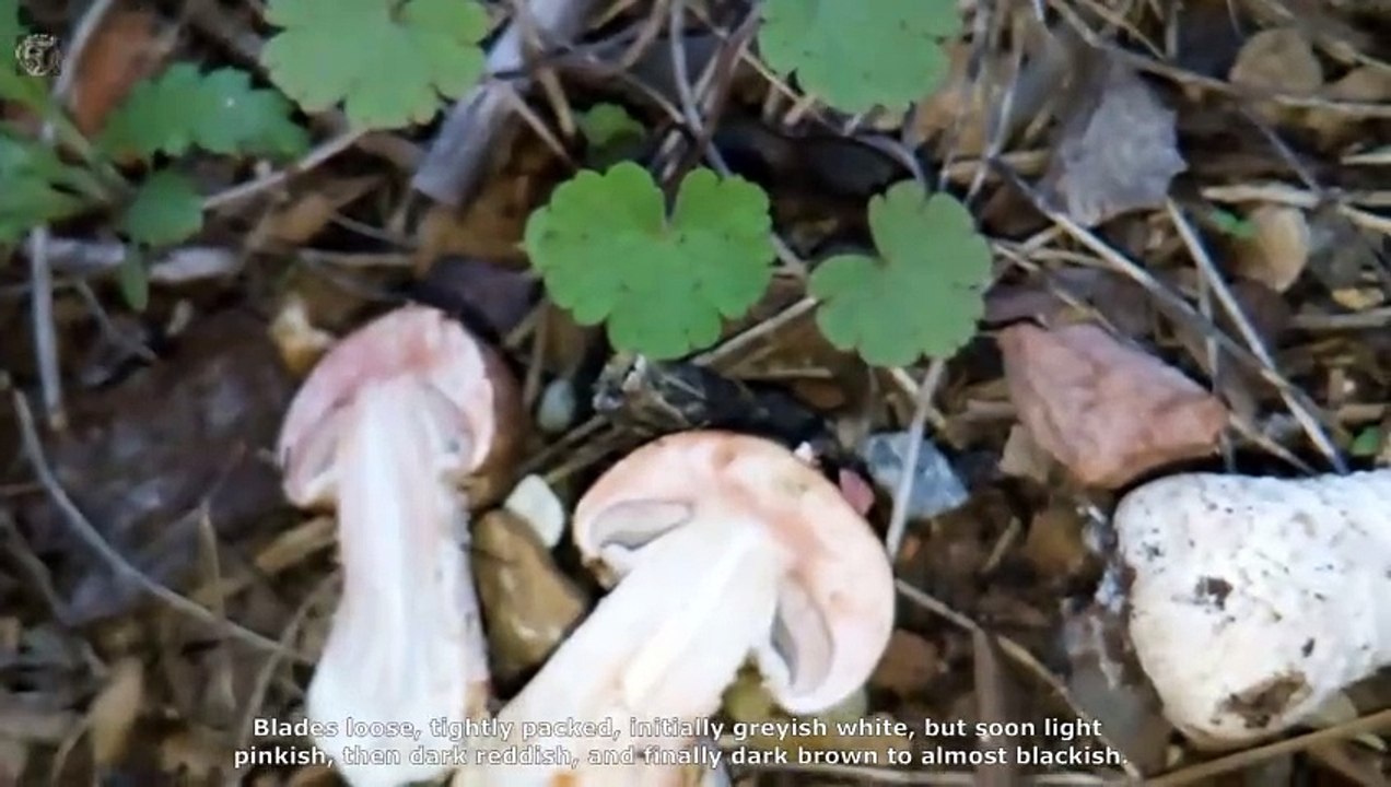 Agaricus langei. Champimaginatis. English Text