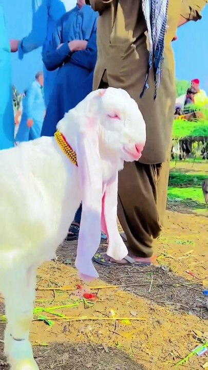 beautiful Pakistani Got