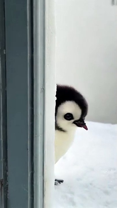 Funny video