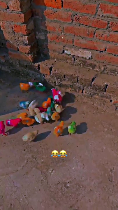 Funny video